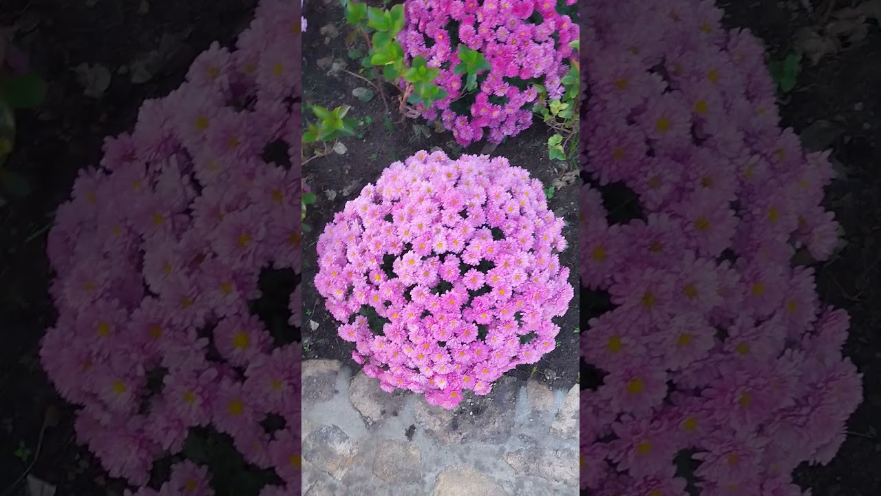 Sa lule te bukura per gruan me te bukur #sky #travel #nature #