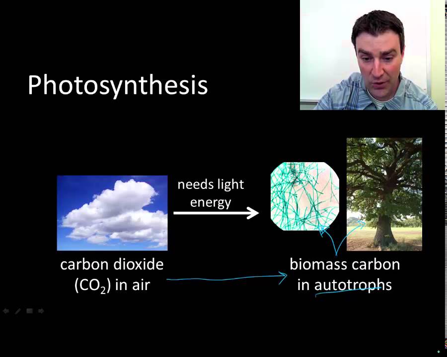 Carbon cycle