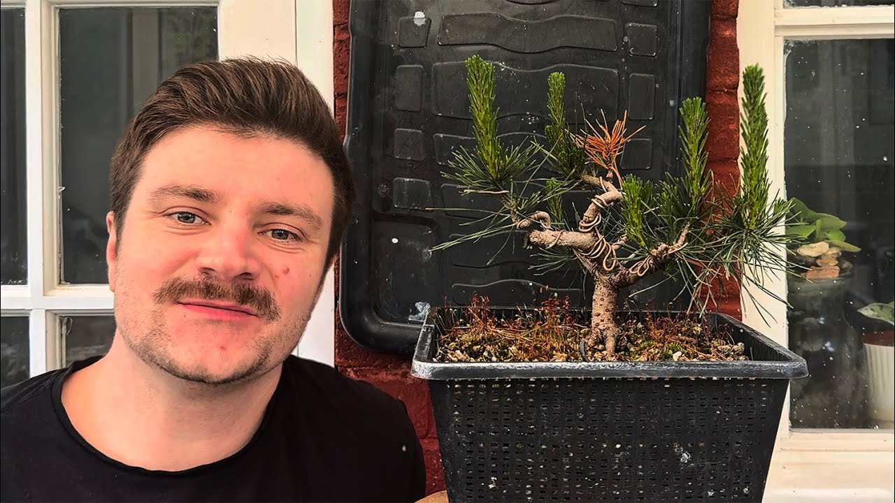 Scots Pine Formal Upright Spring Maintenance: Branch Thinning, Candle Work & Wire Removal - 2025