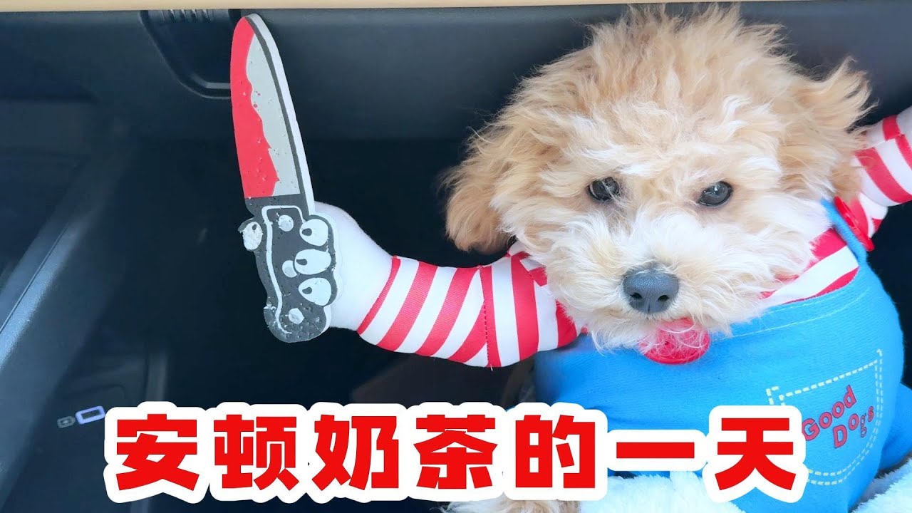 旅游之前把奶茶给安顿好，
