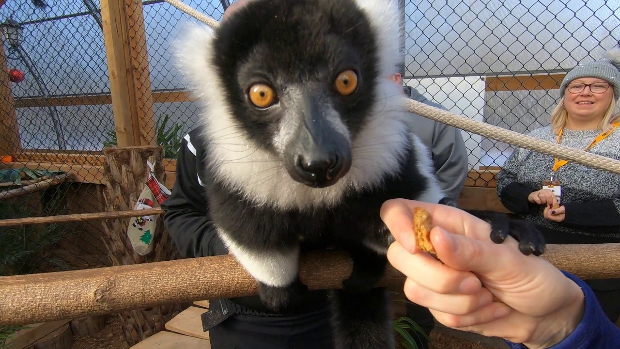 Visite VIP au Miller zoo