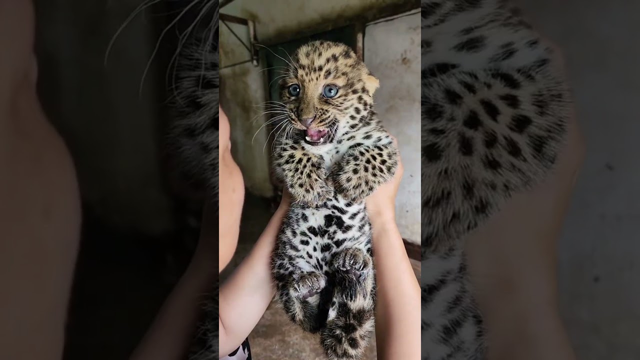 🐆 WOW!!!, this little leopard cub is absolutely fierce!!!😂😂😂 #adorable #zoo #leopard  #leopardcub