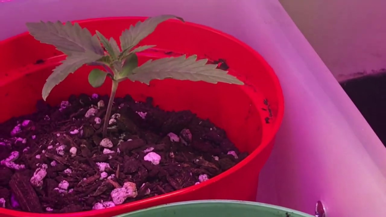 Super Critical & Blue Mountain Cannabis  Grow day 7