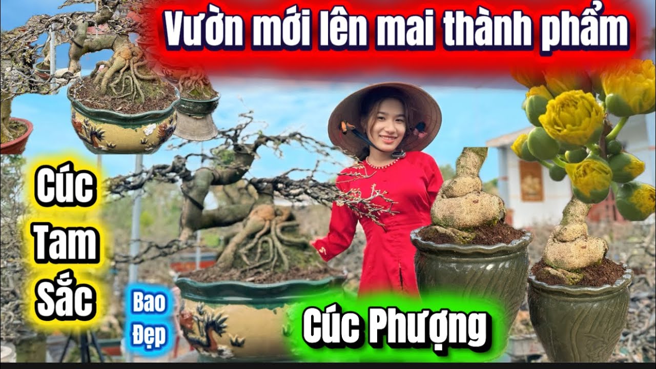 5-2-2026☎️0386272201📲vườn mới mai chơi Tết thành phẩm cúc Phượng-Đại lộc-giảo tam sắc báo mã số 