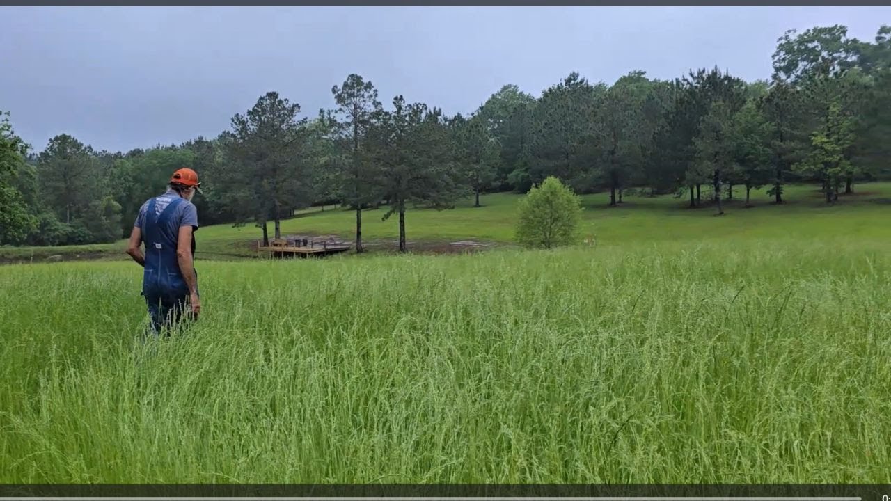 NO Chemicals! Natural Way to Control WEEDS in Hay Fields