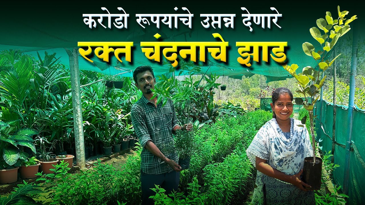 चंदन आणि रक्तचंदनाची नर्सरी | चांगले उत्पन्न मिळवून देणारे रक्त चंदनाचे झाड | Sandalwood Nursery