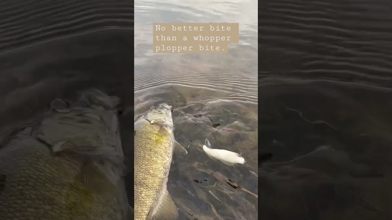 Whopper plopper + Smallmouth = magic #smallmouthbassfishing