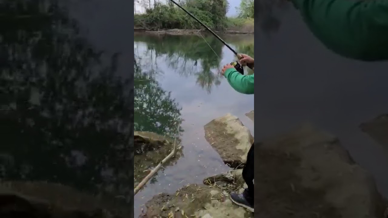 pesce siluro Palazzolo sull'Oglio tra Pontoglio