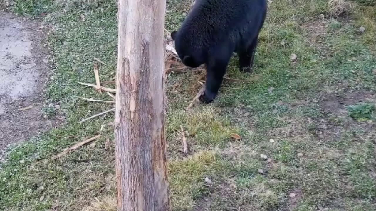 Tasha Gathering Bedding for the Rock Den - Nov. 8, 2020