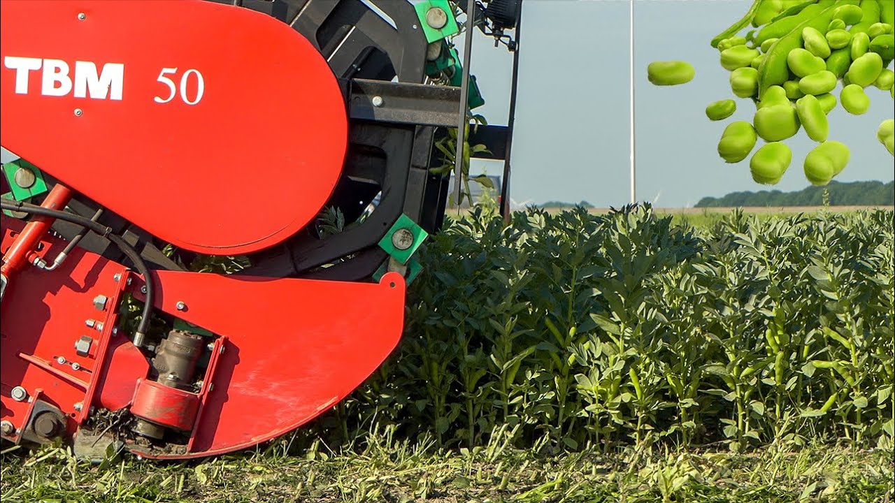 Tuinbonen dorsen | Harvesting broad beans | van Rijsingen | 2X FMC self propelled harvesters
