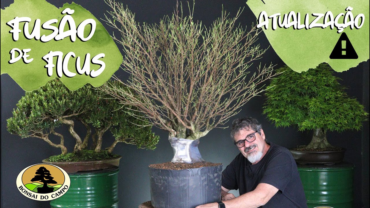 FUSÃO DE FICUS PARA BONSAI. ATUALIZAÇÃO