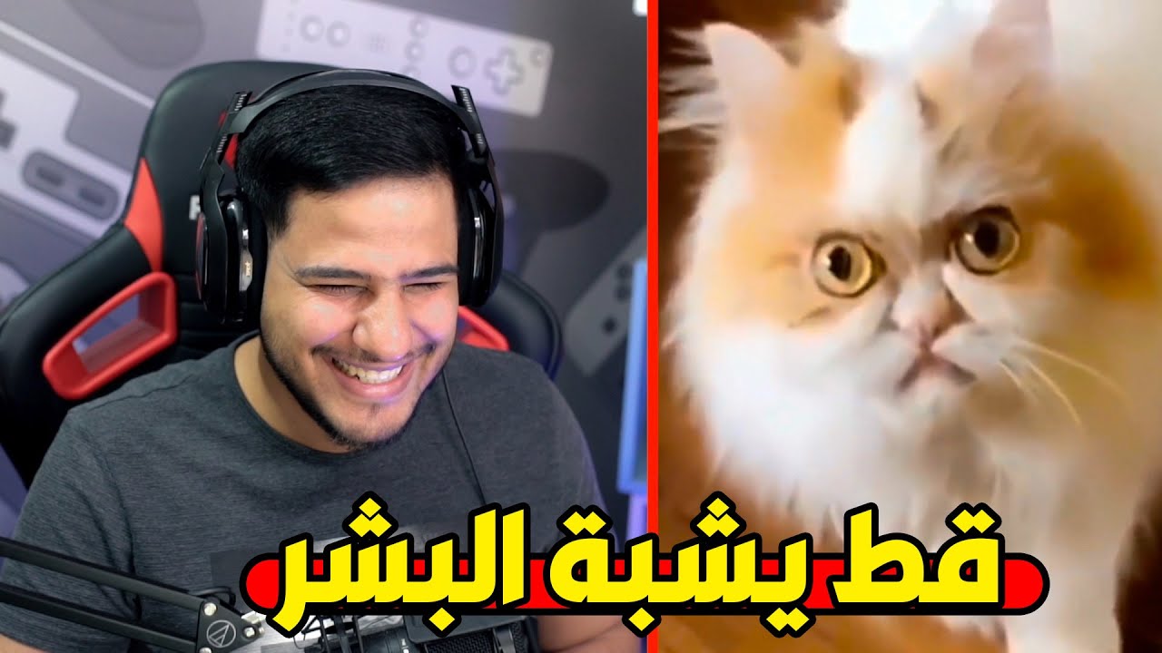 قط يشبه البشر....!!!