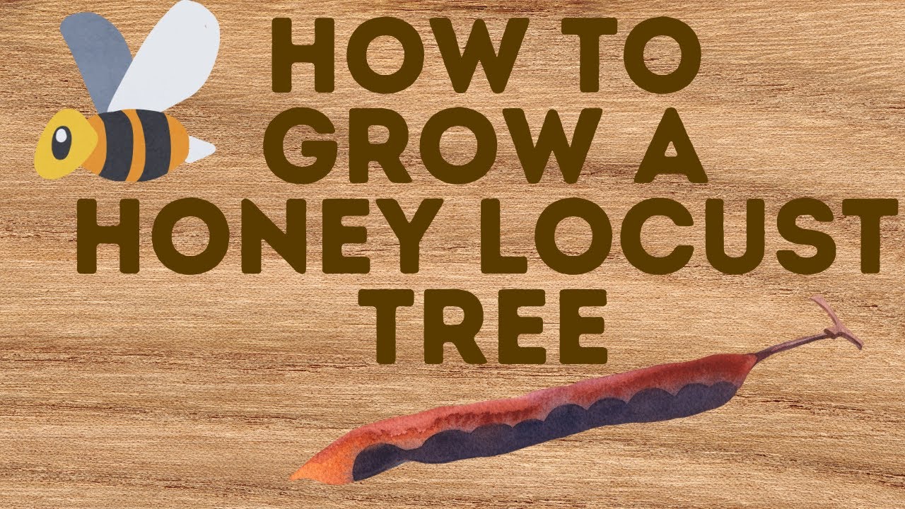 How To Grow A Honey Locust Tree From A Seed: A Simple & Easy Tutorial
