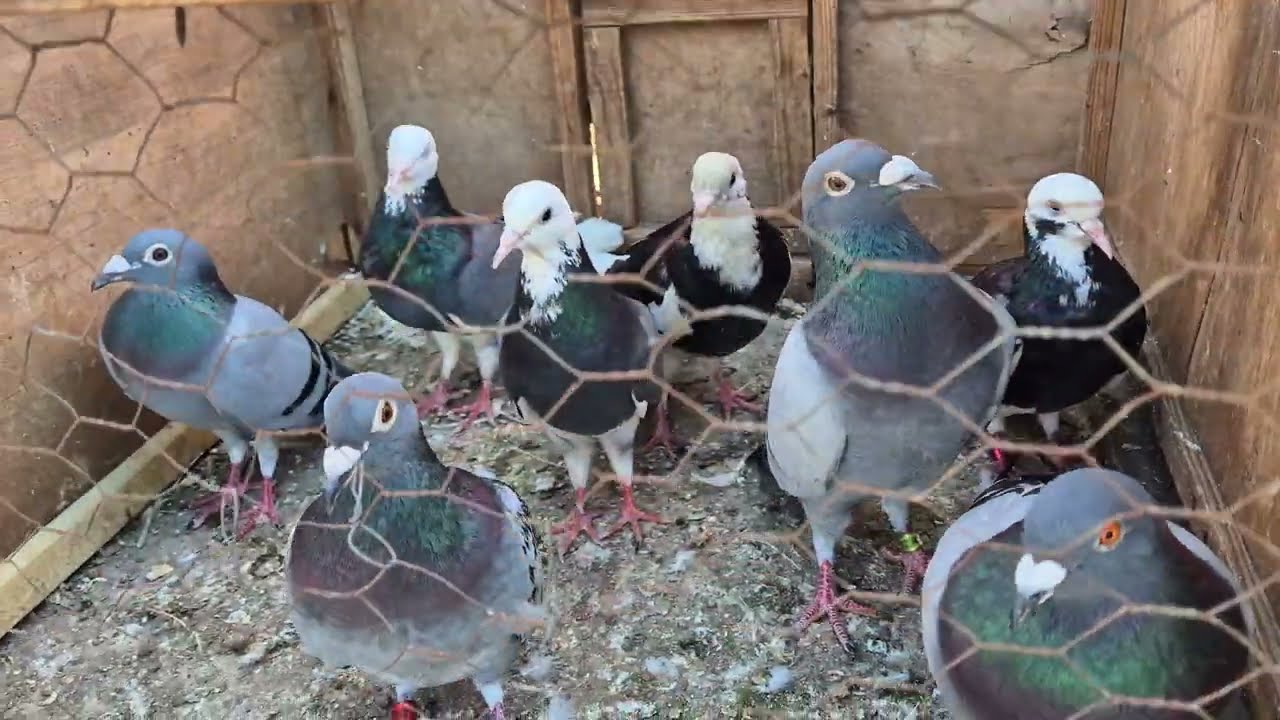 Bayramdan Önceki Son Edirnekapı Kuş Pazarı
