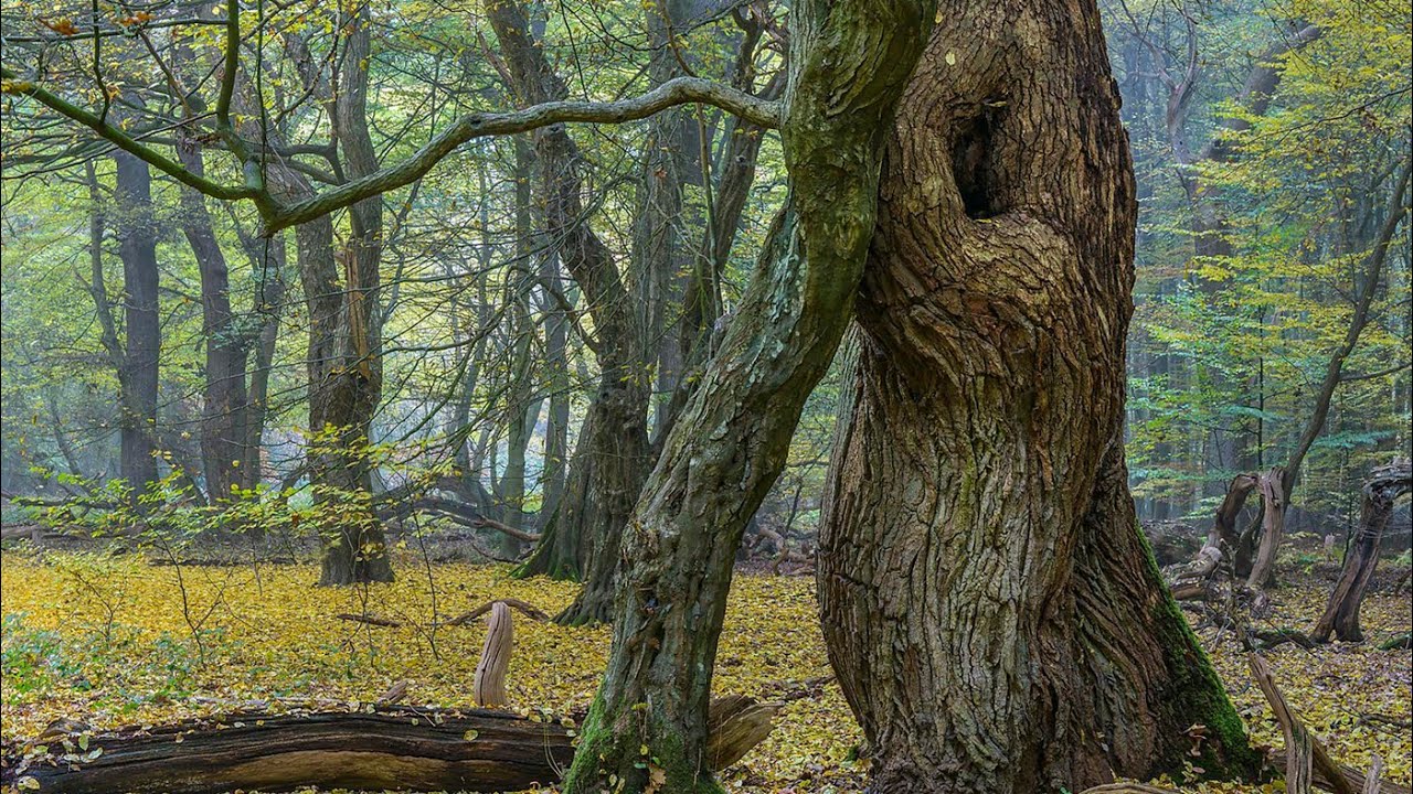 Naturschutz konkret: Wildnis