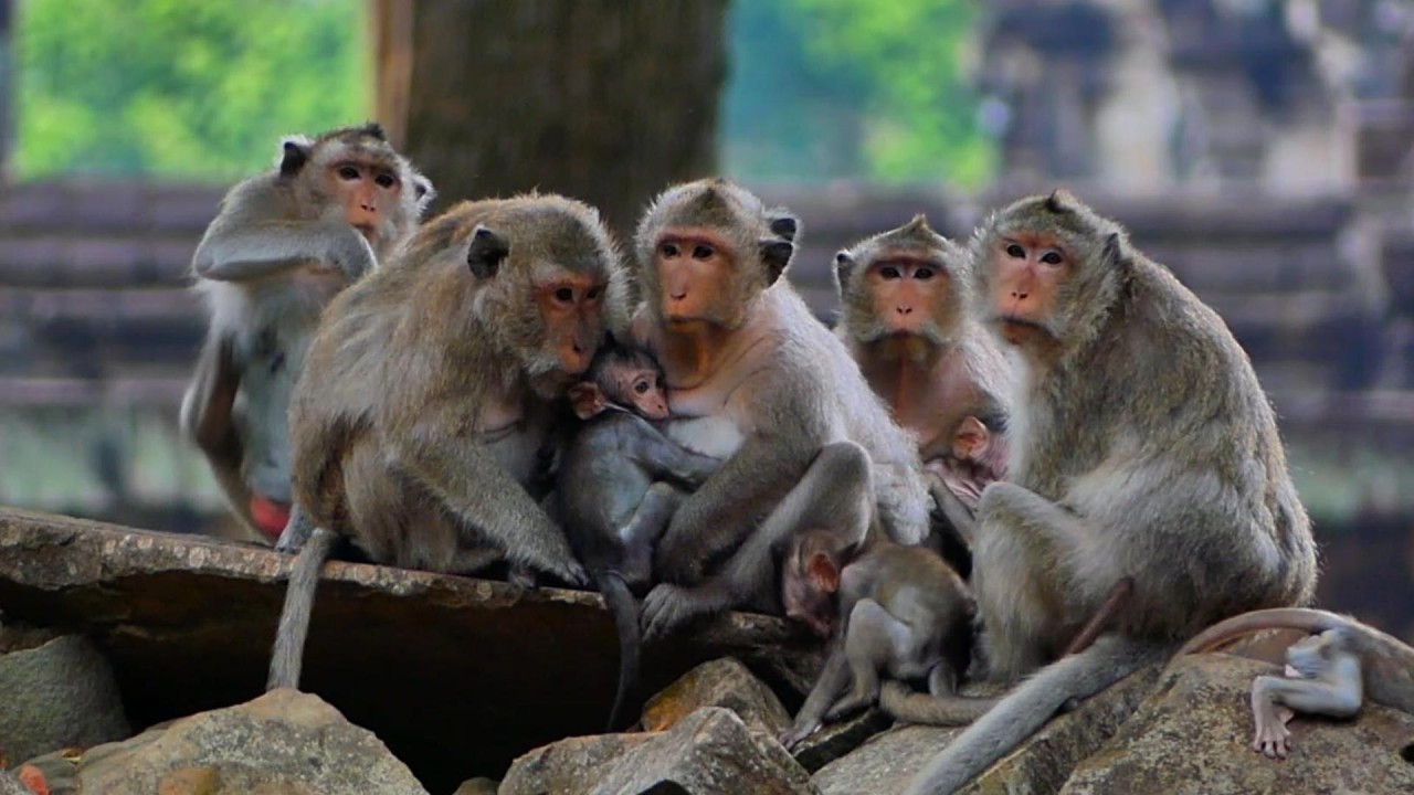 An Amazing Videos! Beautiful videos of monkeys Amber Troop, | MSSRMedia