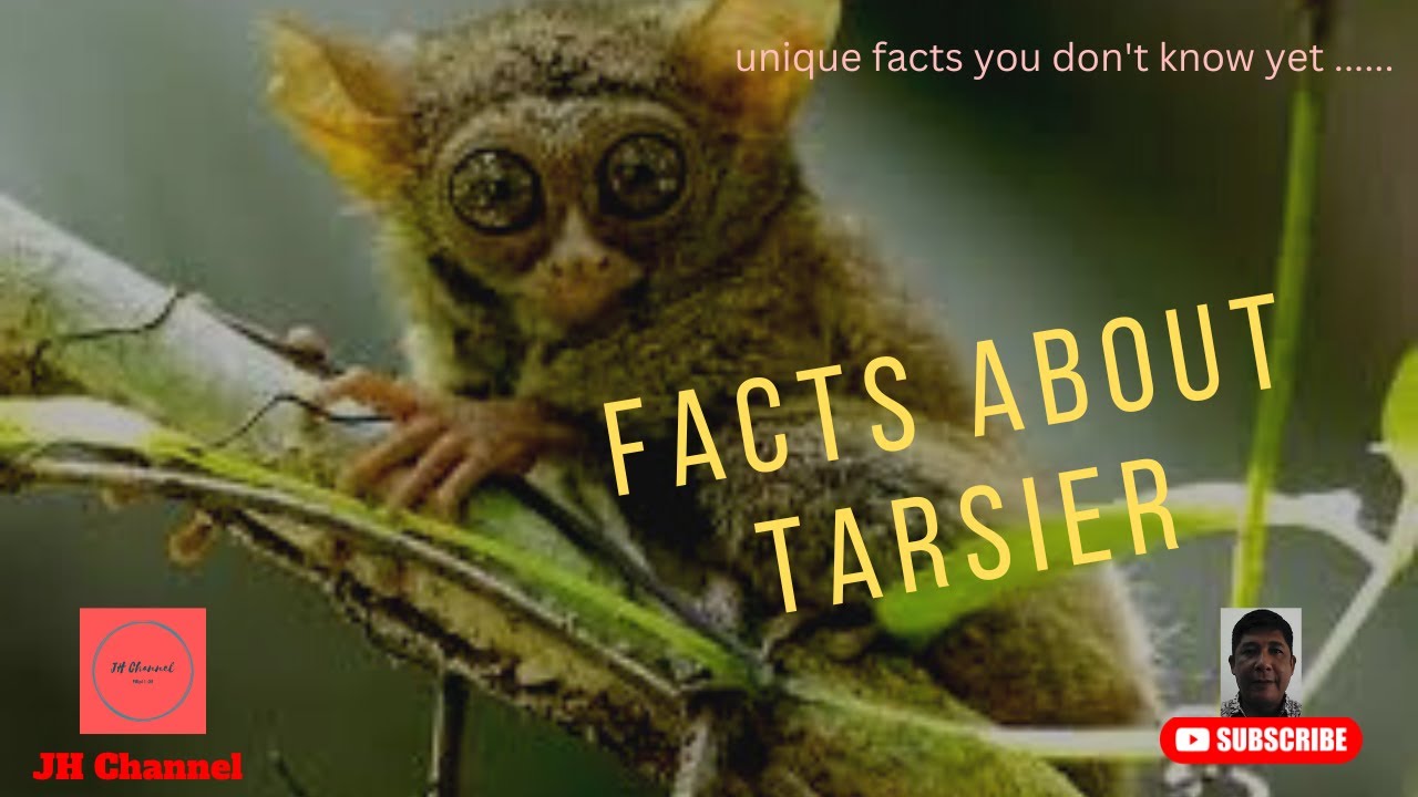 5 Interesting Facts About Tarsier, Unique facts you don't know yet&hellip;