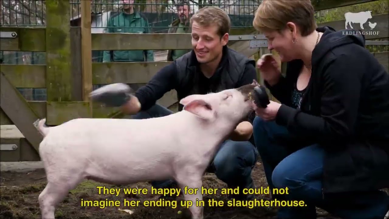 Erdlingshof: Wie Glücksschwein Viktoria ihr Leben selbst in die Hand nahm 🐽