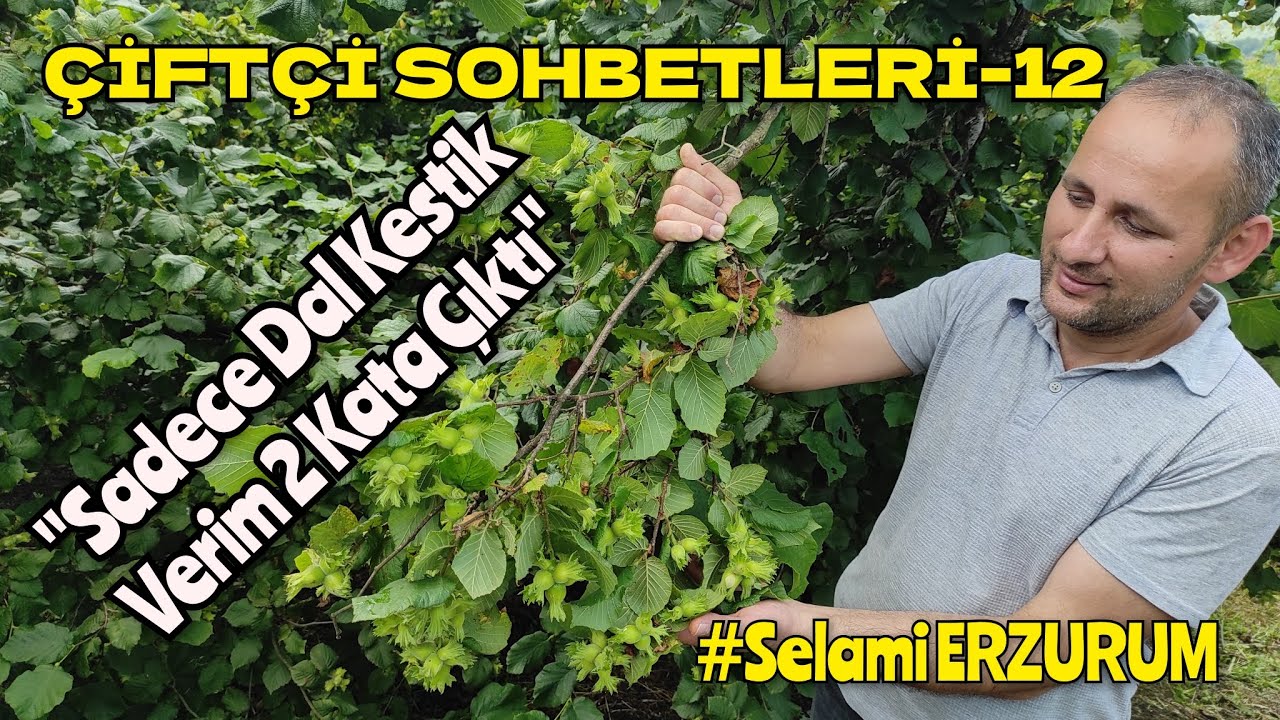 ÇİFTÇİ SOHBETLERİ; Fındık Ocağında Dal Sayısını Düşürdü Verimi İki Kat Arttı. #SelamiErzurum