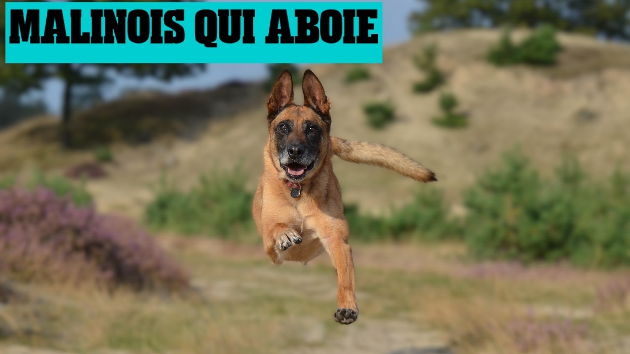 Berger belge qui aboie 🐕
