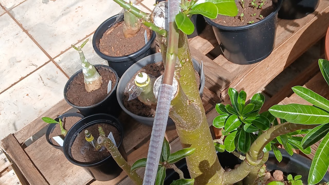 Podridão em cavalos com vagem? E agora? #caudex #adenium #suculentas #rosadodeserto 