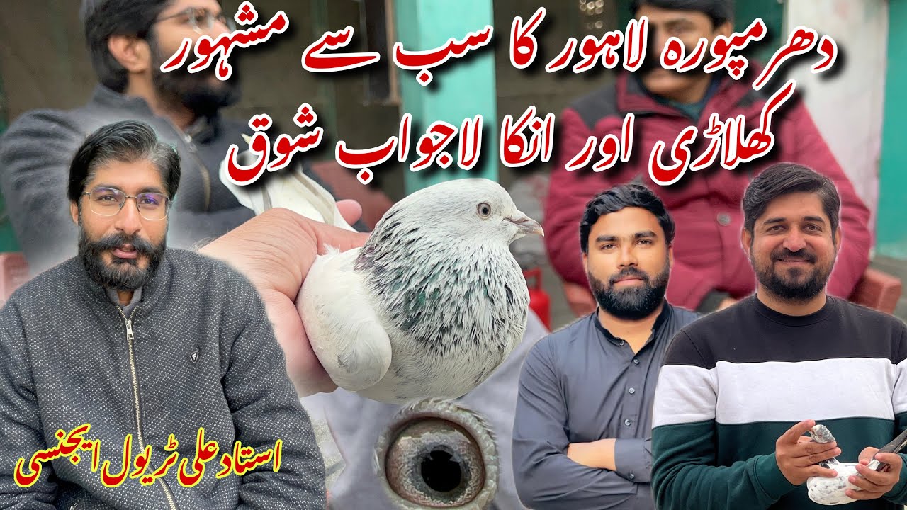 Dharampura lahore famous Ustad or unky lajawab Nayab Tareen kabotaro ka shok 😍