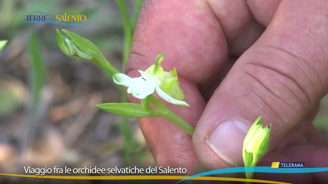 Le orchidee selvatiche del Salento