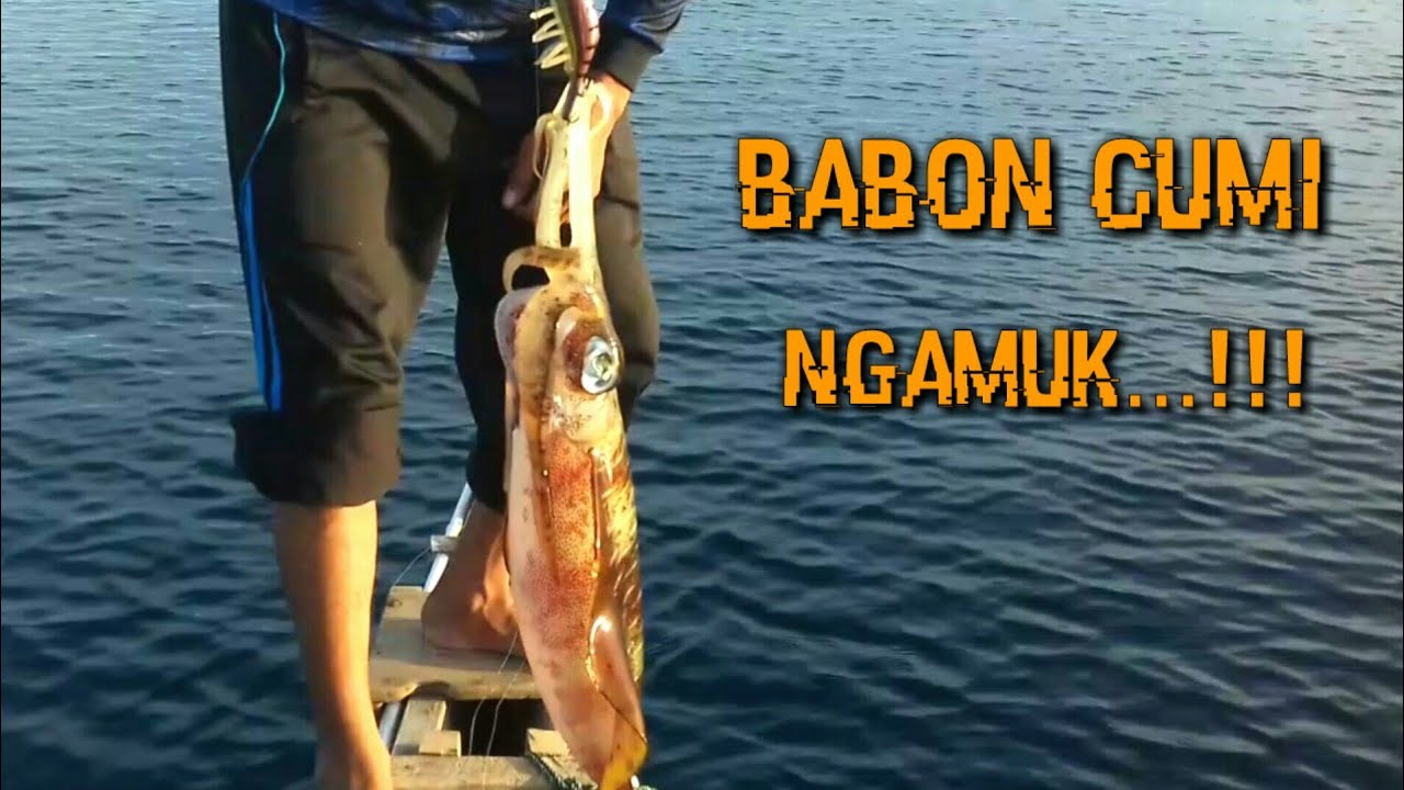 Babon Cumi Ngamuk-Angler Cumi