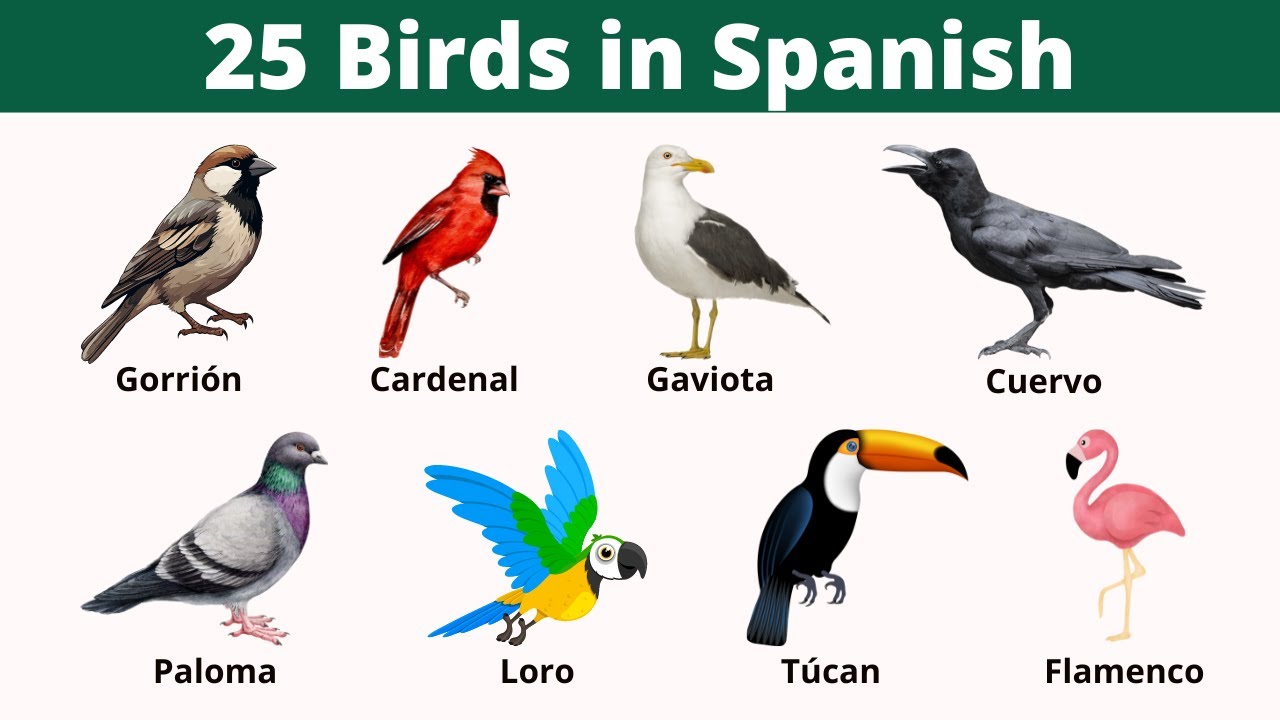 25 Bird names in Spanish with Pictures | Spanish Vocabulary