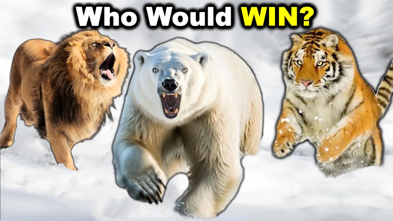 POLAR BEAR vs TIGER and LION teamed up - Who wins?