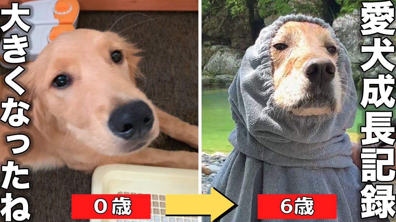愛犬が我が家に来て6周年経ったので動画にまとめたら感動してしまった・・・（泣）