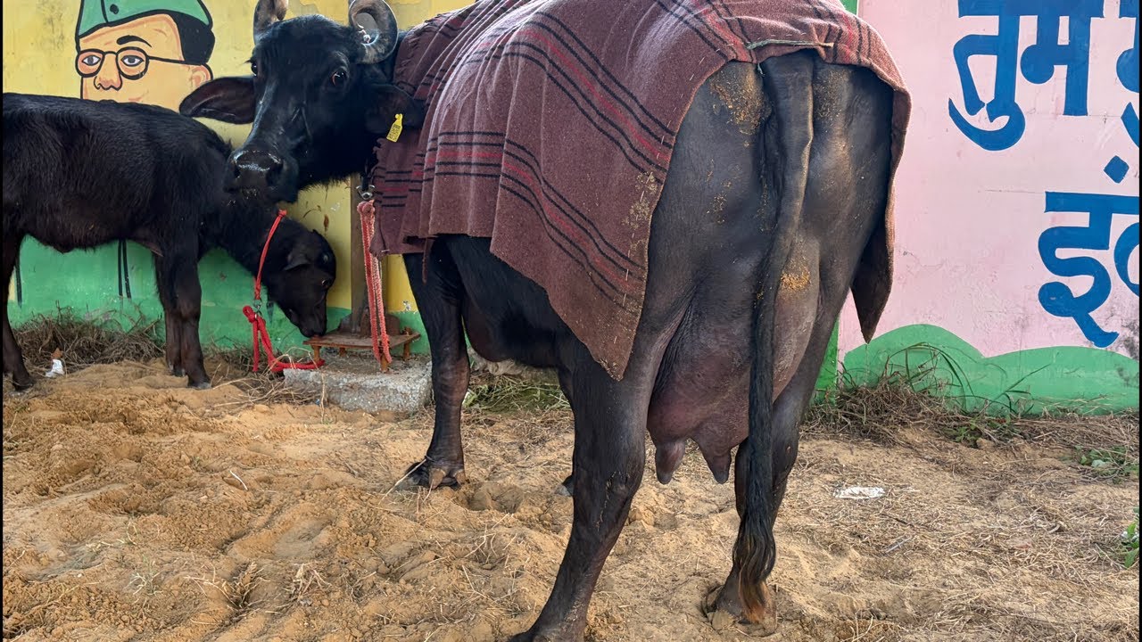 तीन भैंसो की 1st Live Milking (Morning Time), with HLDB record at Ranjit Chahar Farm (8059260118)