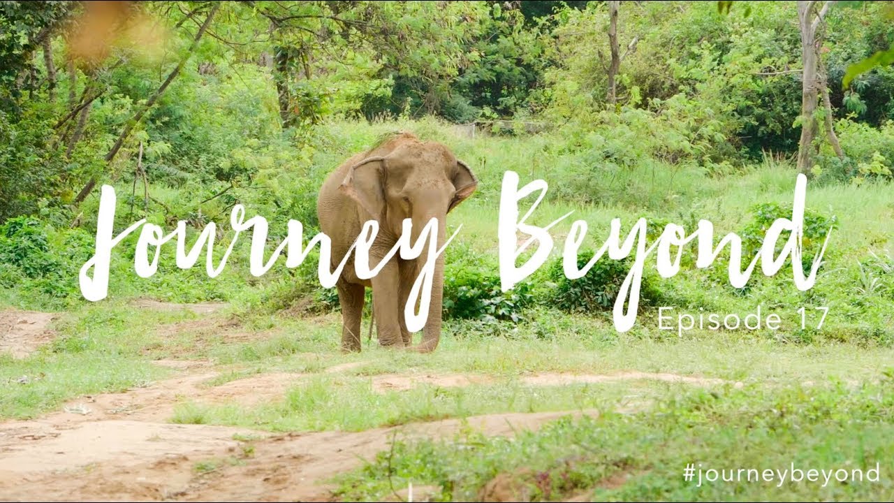 Episode 17: FINAL EPISODE, 300HR YTT & ELEPHANT SANCTUARY  | Journey Beyond | VLOG | YogaBeyond
