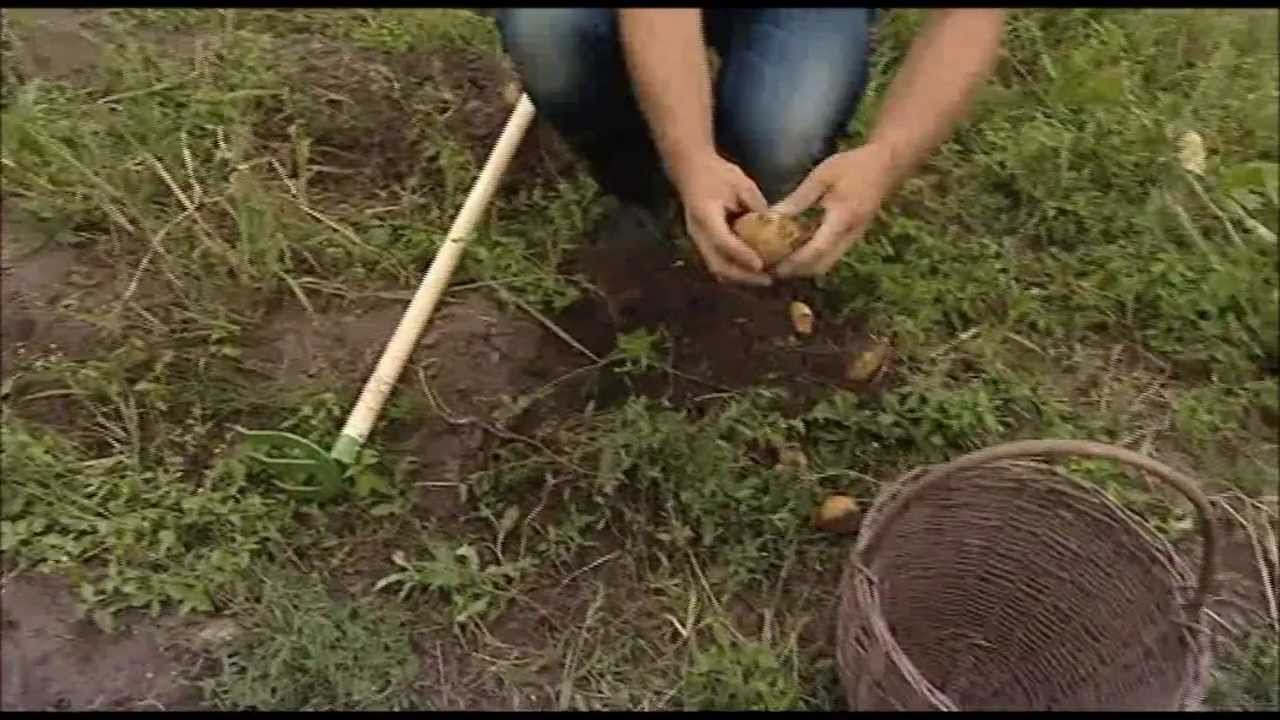 Sklízíme a skladujeme brambory   www.telereceptar.cz