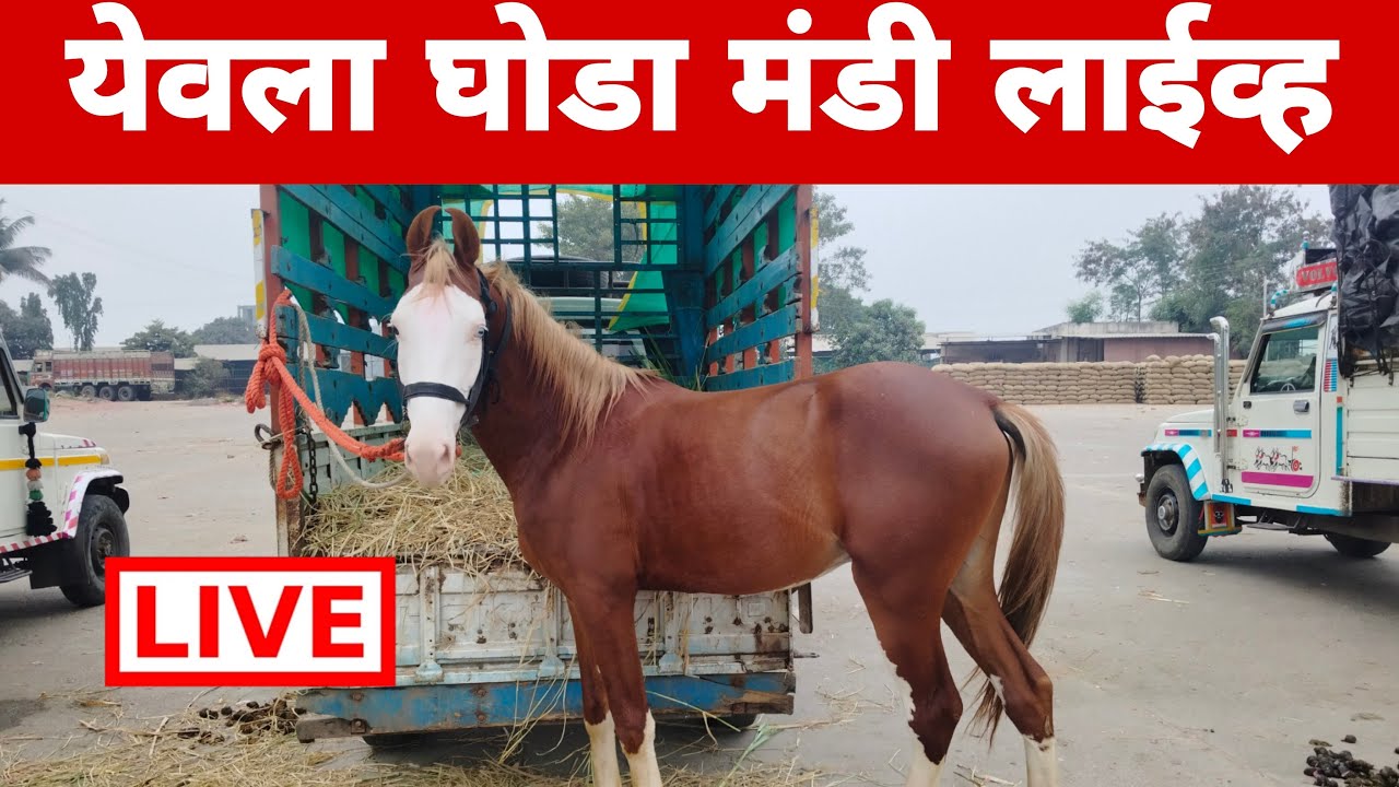येवला घोडा मंडी लाईव्ह बाजार | yeola horse market.