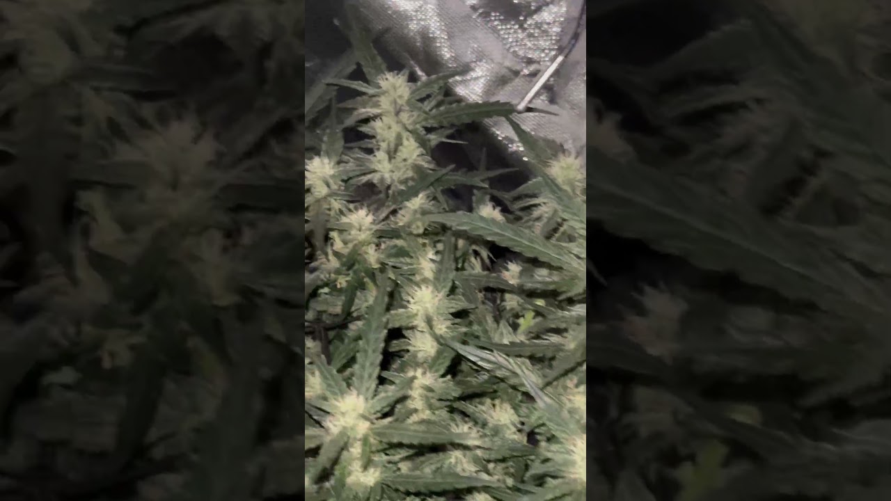 bunch of beautiful buds sites #shorts #trending