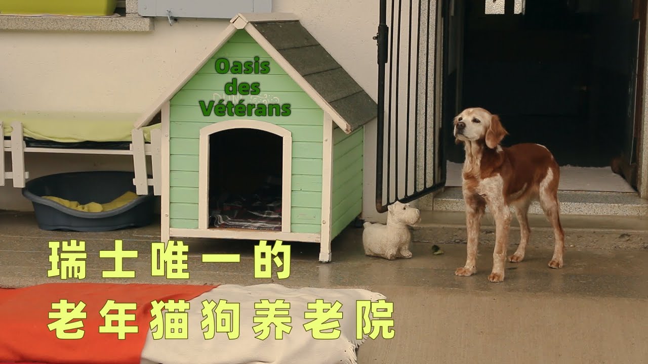 Une maison de retraite pour les chiens et chats âgés--Oasis des Vétérans瑞士唯一老年猫狗养老院