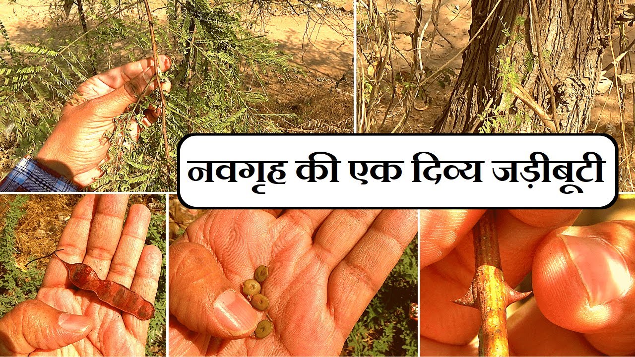 खैर, कत्था पहचान और फायदे │Acacia Catechu Identification & Benefits, Health Channel By Vishal Sathye