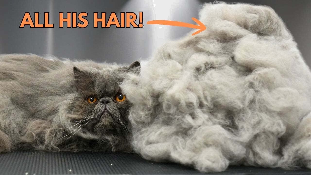 The Most Fur I Have EVER Removed From One Cat in My Entire Career 😲