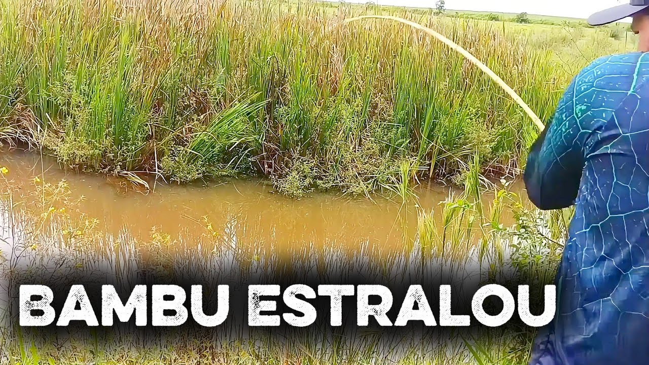 ESSA É A VERDADEIRA PESCA RAIZ! TRAÍRA NA VARA DE BAMBU E ALMOÇO NA REPRESA