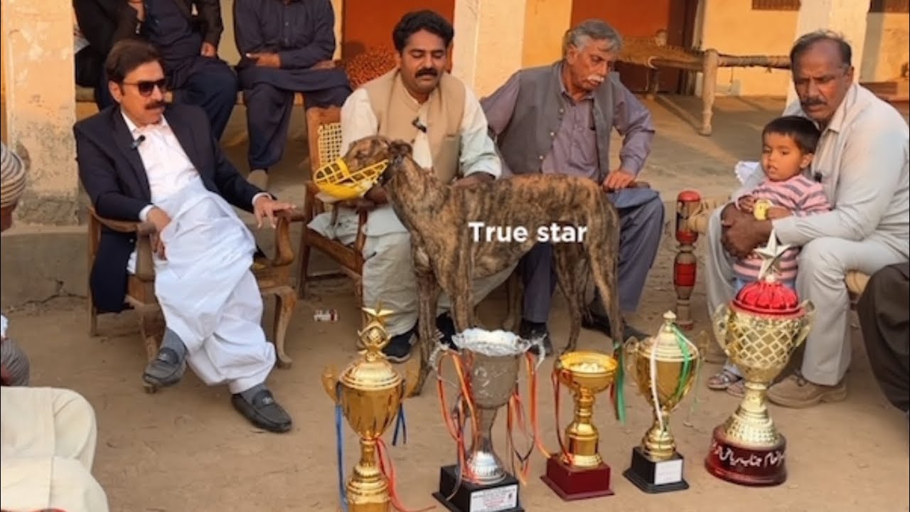 Greyhound kennel visit | Ch.Ahsan Dhuriana | True star story.