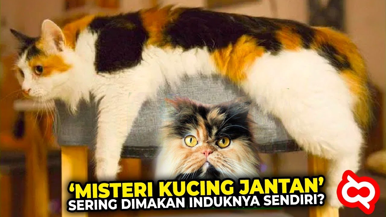 Pantesan Langka, Ternyata ini Alasan Kucing Jantan Tiga Warna Sering Dimakan Induknya!