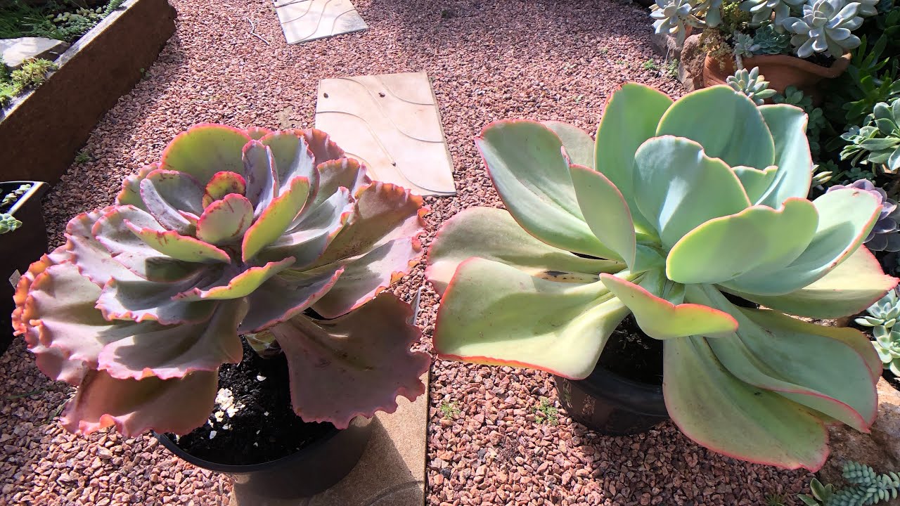 3 SUCULENTAS GIGANTES RESISTENTE ao SOL - Propagação e cultivo
