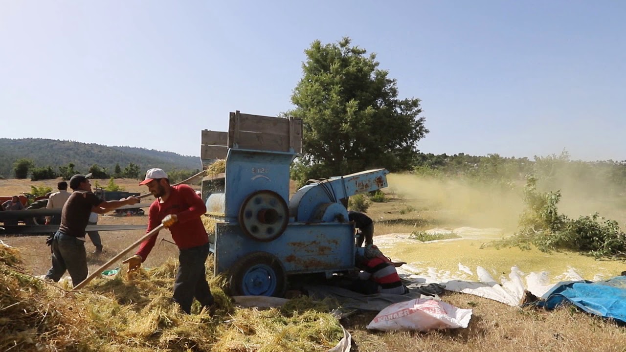 GÜLNAR YEŞİL MERCİMEK HASADI