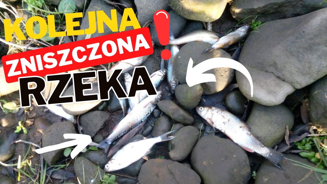 Martwe ryby i ikra na brzegach. Tego Ci nie mówią!