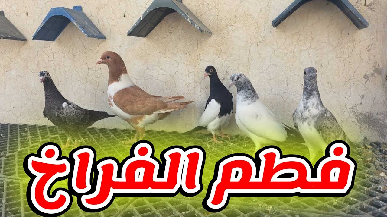 فطمت فراخ جديدة على السطح من غرفة الانتاج