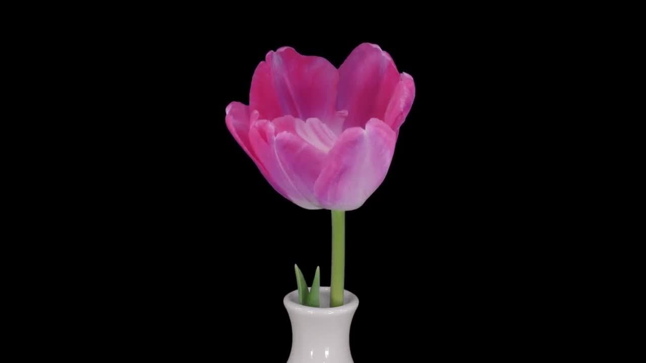 Opening Pink Tulip In Vase Stock Video