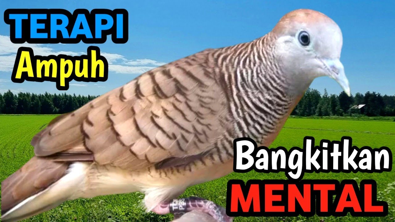 Suara Perkutut Asli + Natural River Flow Ambience – Deep Sleep, Healing & Relaxation Sound