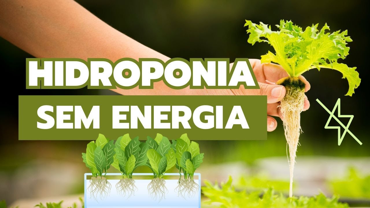 Hidroponia Caseira em Isopor: Erros, Acertos e Dicas para Iniciantes!
