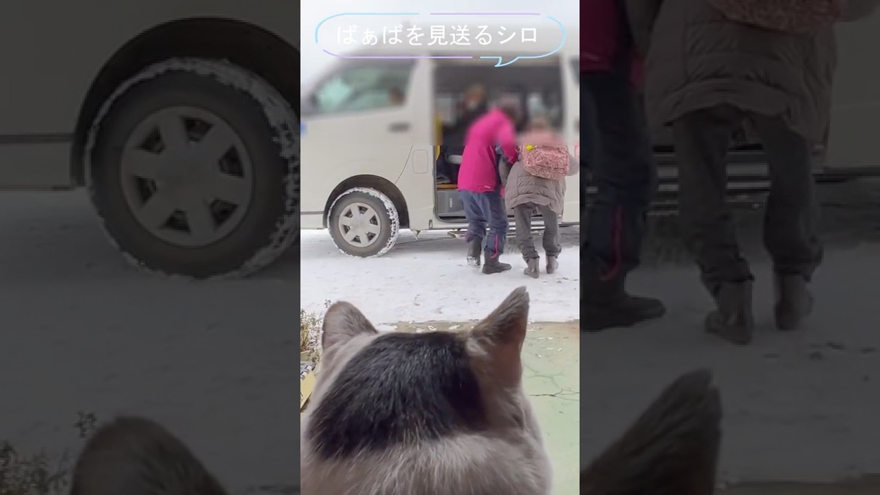 【こりゃただの猫でねえ】深雪のデイサービス朝――母を想い駆けてきたシロの健気さ【オリジナルBGM】